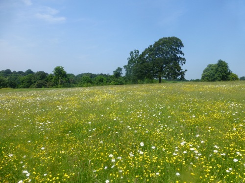Blue skies over flower-rich grassland.  An invertebrate and an invertebrate ecologist's delight